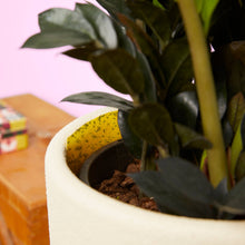 Load image into Gallery viewer, Yellow sticky trap inserted in white potted plant to catch fungus gnats