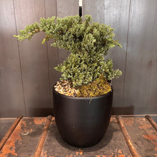 Load image into Gallery viewer, Bonsai Assorted