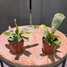 Load image into Gallery viewer, Two young Staghorn ferns in terracotta pots on wooden surface with shadows