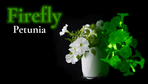 Petunia x atkinsiana 'Firefly'