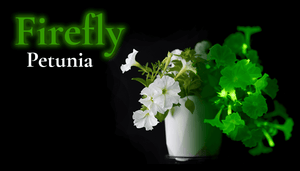 Petunia x atkinsiana 'Firefly'
