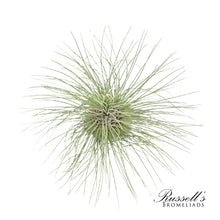 Load image into Gallery viewer, Air Plant