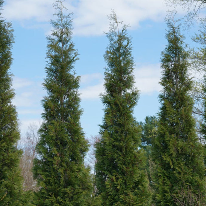 Tall columnar arborvitae trees with dense green foliage planted in row formation