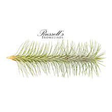Load image into Gallery viewer, Air Plant