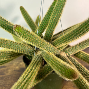 Cleistocactus 'Golden Rat Tail' Cactus