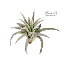 Load image into Gallery viewer, Air Plant