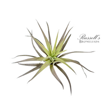 Load image into Gallery viewer, Air Plant