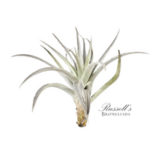 Load image into Gallery viewer, Air Plant