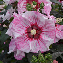 Load image into Gallery viewer, Hibiscus Summerific Cherry Choco Latte
