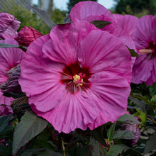 Load image into Gallery viewer, Hibiscus Summerific Berry Awesome