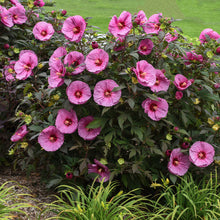 Load image into Gallery viewer, Hibiscus Summerific Berry Awesome
