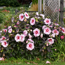 Load image into Gallery viewer, Hibiscus Summerific Cherry Choco Latte