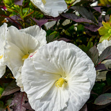 Load image into Gallery viewer, Hibiscus Summerific Cookies and Cream