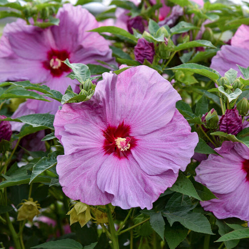 Hibiscus Summerific Lilac Crush
