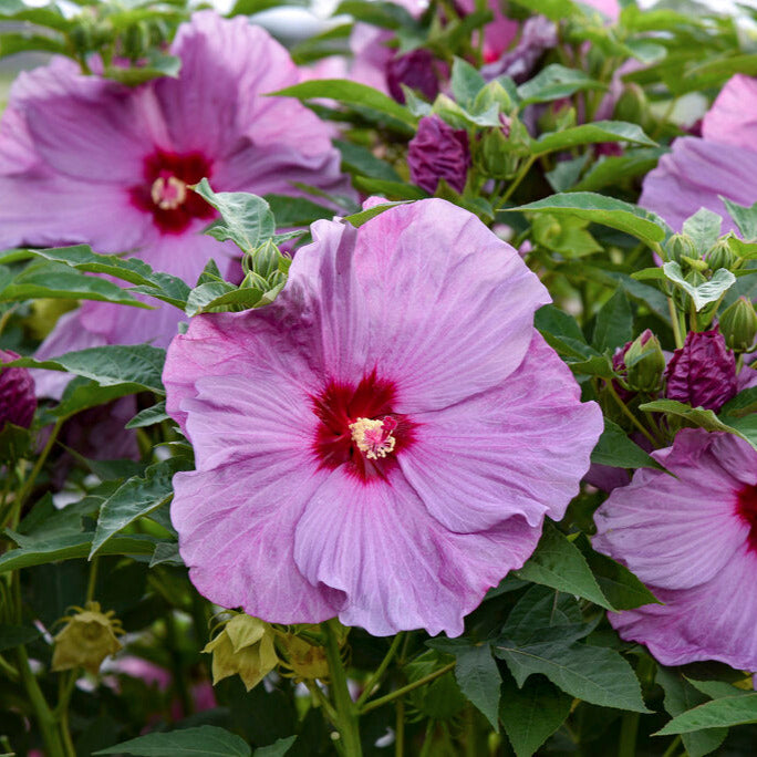 Hibiscus Summerific Lilac Crush
