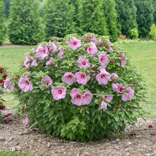 Load image into Gallery viewer, Hibiscus Summerific Lilac Crush