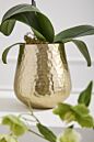 Load image into Gallery viewer, Golden textured ceramic Hux pot with trailing green plant and leaves