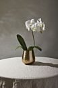 Load image into Gallery viewer, Small brass-colored Hux pot with white orchid on marble surface