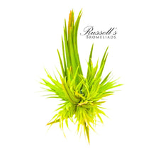 Load image into Gallery viewer, Air Plant