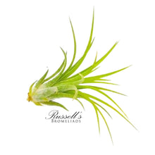 Load image into Gallery viewer, Air Plant