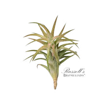Load image into Gallery viewer, Air Plant