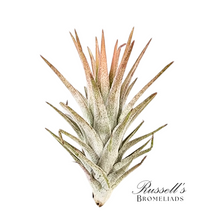 Load image into Gallery viewer, Air Plant