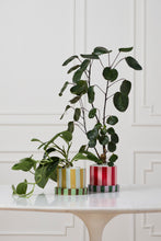 Load image into Gallery viewer, Colorful striped ceramic Joyelle pots with saucers holding lush indoor plants on white table