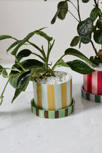 Load image into Gallery viewer, Joyelle striped ceramic pot with saucer in gold, mint, and brown tones holding a green houseplant