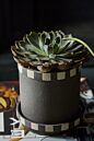 Load image into Gallery viewer, Black ceramic pot with checkered band pattern holding a green succulent rosette