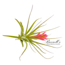 Load image into Gallery viewer, Air Plant