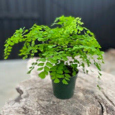 Adiantum pedatum 'Maidenhair' Fern