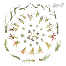 Load image into Gallery viewer, Air Plant