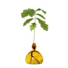 Load image into Gallery viewer, Oak sapling growing from acorn in amber glass vase showing visible root system
