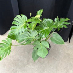 8" Cutleaf Philodendron