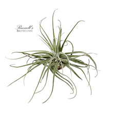 Load image into Gallery viewer, Air Plant