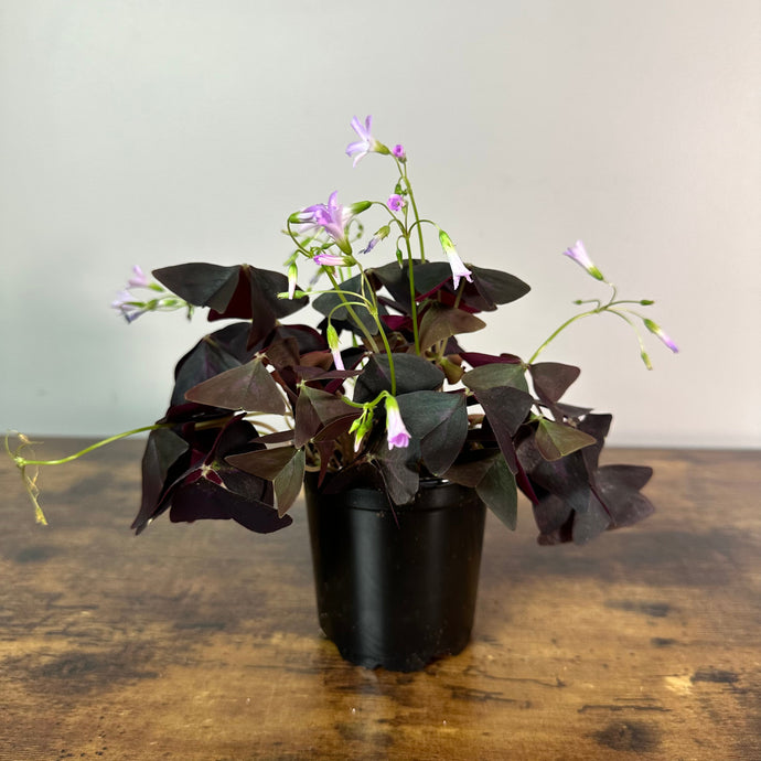 Oxalis 'Shamrock Red'