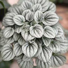 Load image into Gallery viewer, 6&quot; Peperomia