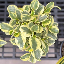 Load image into Gallery viewer, 6&quot; Peperomia
