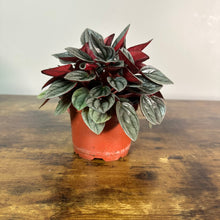 Load image into Gallery viewer, Peperomia &#39;Santorini&#39;