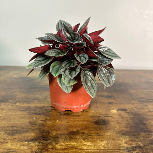 Peperomia 'Santorini'