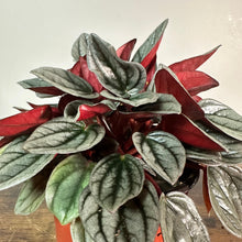 Load image into Gallery viewer, Peperomia &#39;Santorini&#39;