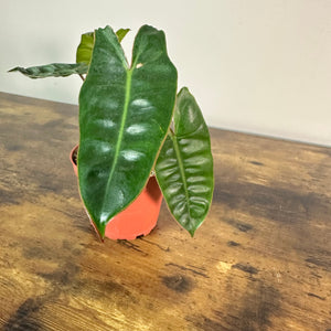 Philodendron 'Billietiae'