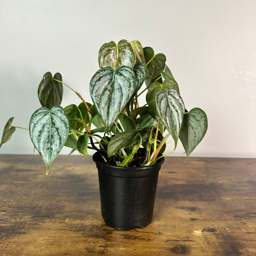 Philodendron 'Brandi'