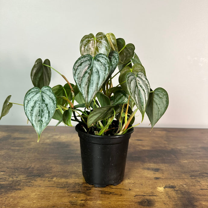 Philodendron 'Brandi'