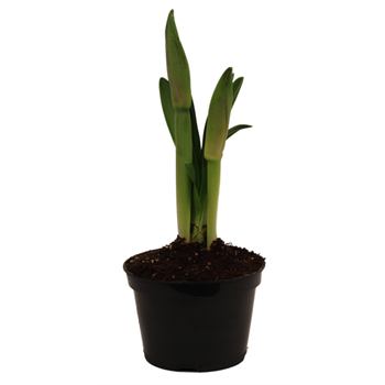 Amaryllis Potted Plant