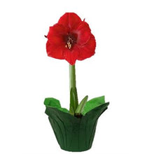 Load image into Gallery viewer, Amaryllis Potted Plant
