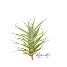 Load image into Gallery viewer, Air Plant
