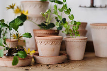 Load image into Gallery viewer, Terracotta plant pots with decorative scalloped rim detail arranged with small plants