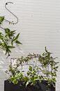 Load image into Gallery viewer, Metal plant support stick with curved top holding up trailing green vine plant
