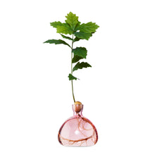 Load image into Gallery viewer, Pink glass acorn-shaped vase with oak sapling and visible roots growing inside